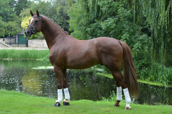 Картинка животные лошади гнедой красавец