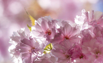 Картинка цветы сакура вишня розовый нежность