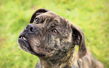 Картинка животные собаки собака взгляд