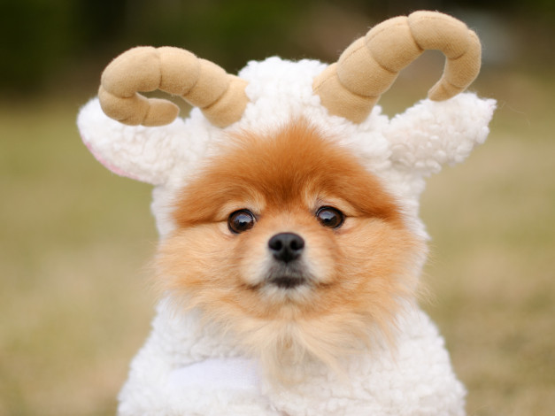 Обои картинки фото животные, собаки, шпиц, баранчик