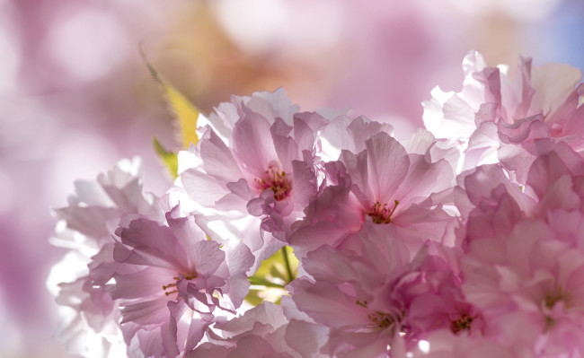 Обои картинки фото цветы, сакура, вишня, розовый, нежность