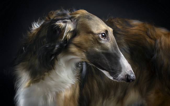 Обои картинки фото животные, собаки, borzoi, beauty