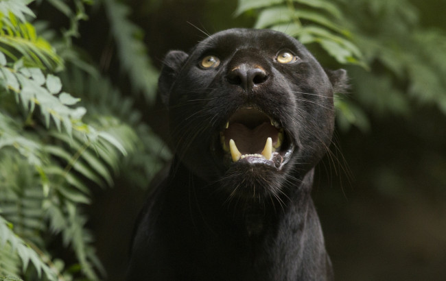 Обои картинки фото животные, пантеры, черный, рык