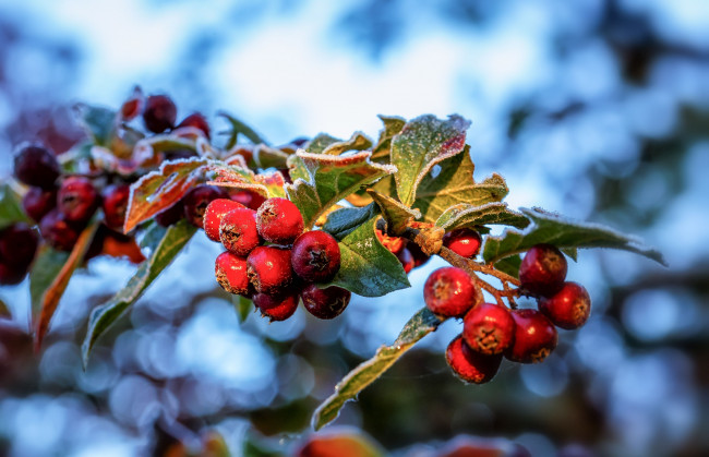 Обои картинки фото природа, Ягоды, ветка, макро, иней, листья