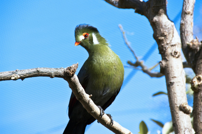 Обои картинки фото животные, турако, зеленый, хохолок
