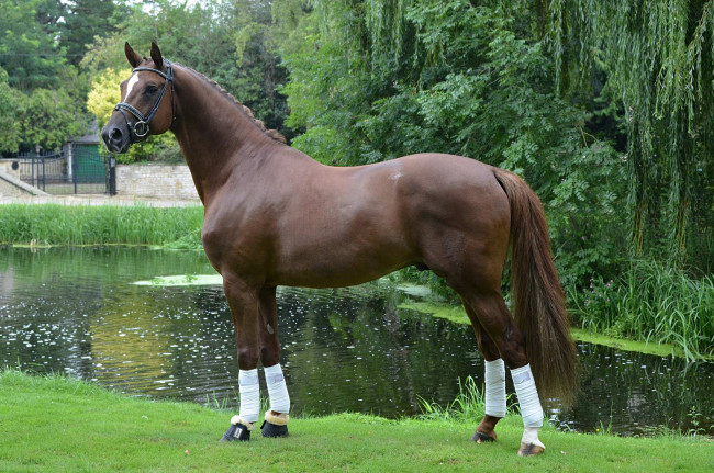 Обои картинки фото животные, лошади, гнедой, красавец