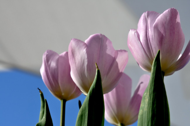 Обои картинки фото цветы, тюльпаны