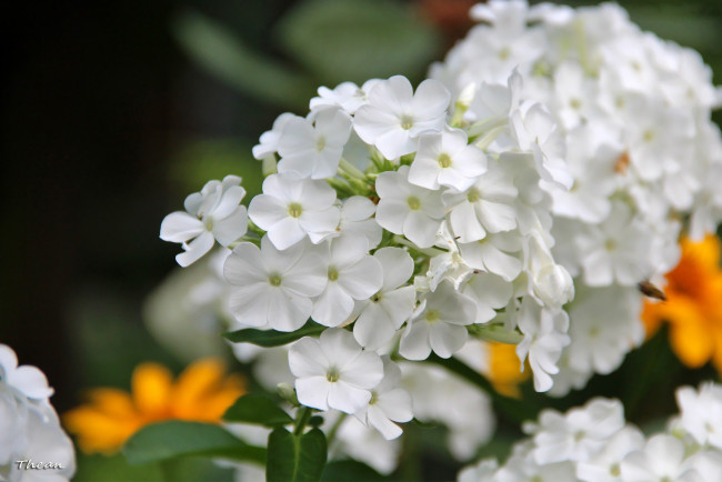 Обои картинки фото цветы, флоксы, белый