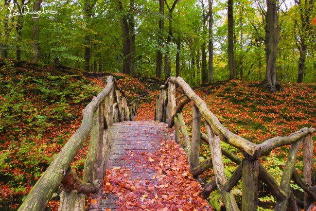 Обои картинки фото природа, лес, мостик