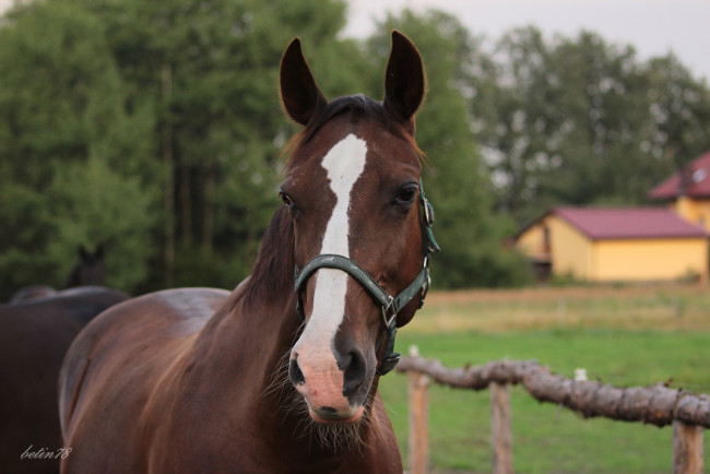 Обои картинки фото животные, лошади, гнедая