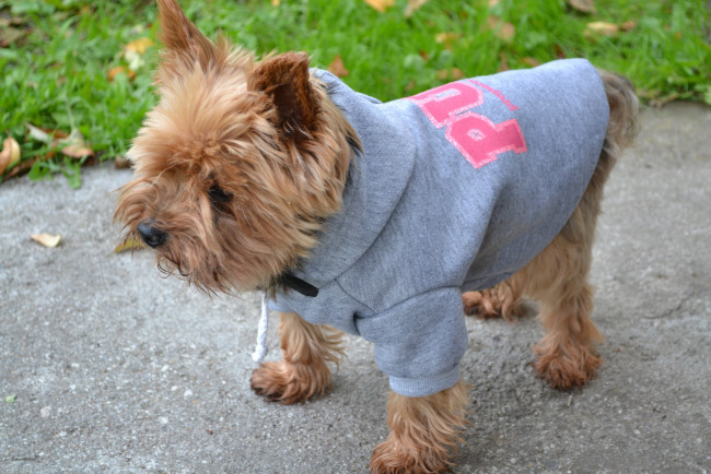 Обои картинки фото животные, собаки, байка