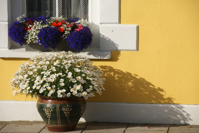 Обои картинки фото цветы, разные, вместе, лобелия, ромашки, бегония