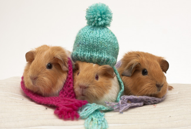Обои картинки фото животные, морские, свинки, хомяки, шапочки