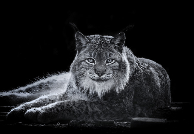 Обои картинки фото животные, рыси, взгляд, кошка