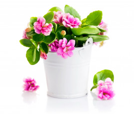 обоя цветы, каланхоэ, розовый