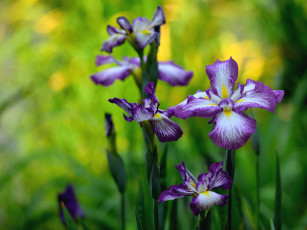 Картинка цветы ирисы касатик