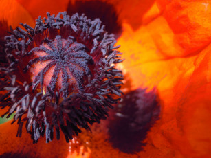 Картинка цветы маки мак пестик тычинки макро