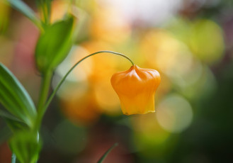 обоя цветы, сандерсония , золотой ландыш, желтый