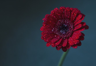 Картинка цветы герберы бордо