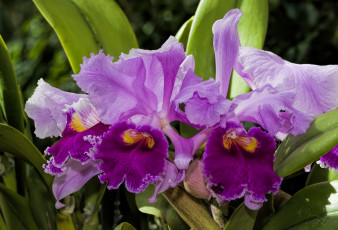 Картинка цветы орхидеи экзотика