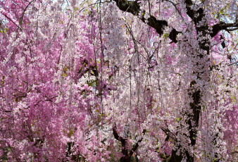 Картинка цветы сакура +вишня весна