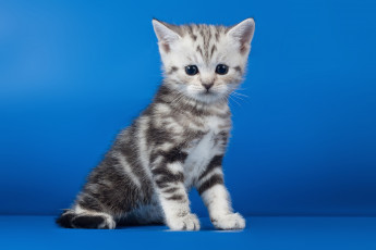 Картинка животные коты котейка