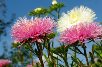 Картинка цветы астры