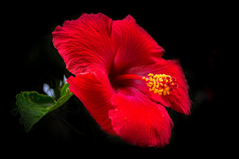 Картинка цветы гибискусы красный