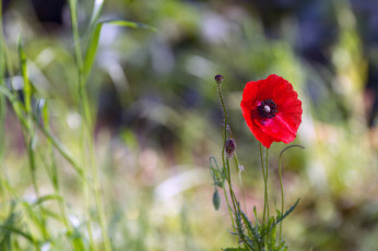 Картинка цветы маки мак один поле красный трава