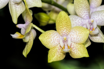 Картинка цветы орхидеи экзотика