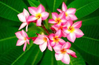 Картинка цветы плюмерия тропики