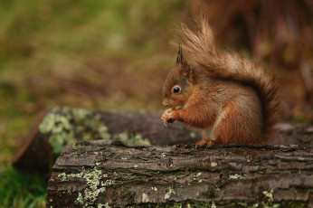 Картинка животные белки зверек