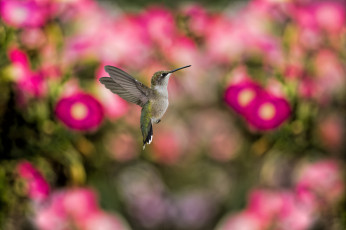 Картинка животные колибри полет камелии