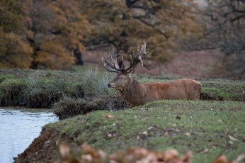 Картинка животные олени берег лес рога красавец