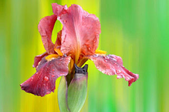 Картинка цветы ирисы ирис розовый