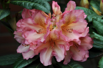 Картинка цветы рододендроны+ азалии макро