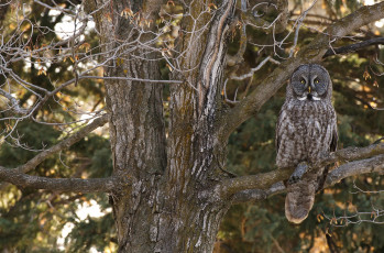 Картинка животные совы маскировка