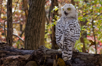 Картинка животные совы пестрая
