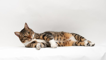 Картинка животные коты кошка белое лежа кот