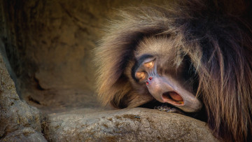 Картинка животные обезьяны смешной