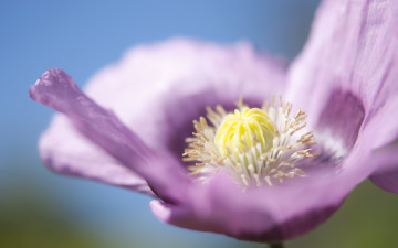 Картинка цветы маки мак сиреневый лепестки в поле