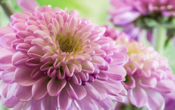 Картинка цветы хризантемы боке лепестки