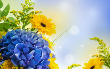 Картинка цветы разные+вместе флокс блики герберы голубой