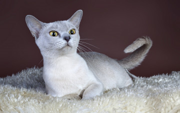 Картинка животные коты кошка взгляд фон