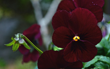 Картинка цветы анютины+глазки+ садовые+фиалки бордо