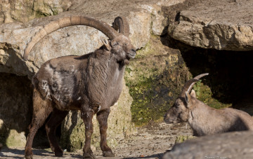 Картинка животные овцы +бараны рогачи
