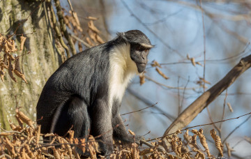 Картинка животные обезьяны примат