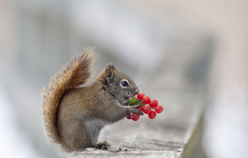 Картинка животные белки белка ягоры макро природа