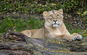 Картинка животные львы львица