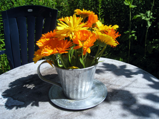 Обои картинки фото цветы, календула, оранжевый, желтый